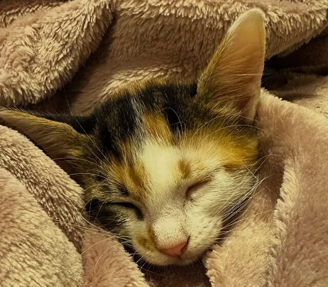 617981076_17946163335097136_934441607961457497_n. Gatinha