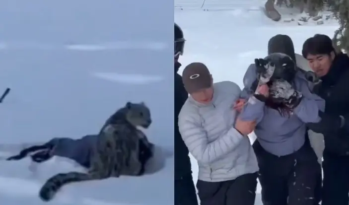 selfie fez moça ser atacada por leopardo-das-neves