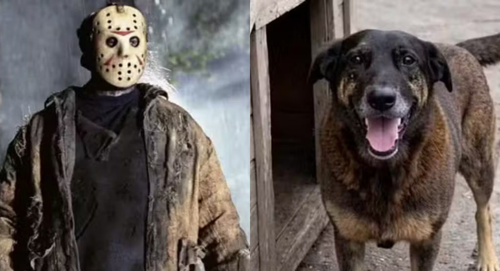 Jason e orelha Jason e Cão Orelha