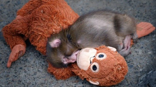 WhatsApp Image 2026-02-26 at 14.59.25 Punch macaquinho que viralizou nas redes